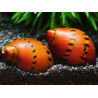 Neritina sp. spotted - 2 cm