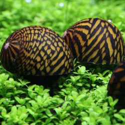 Neritina sp. tigre - 2 cm