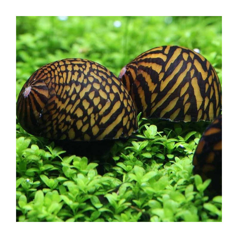 Neritina sp. tigre - 2 cm