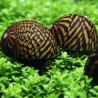 Neritina sp. tigre - 2 cm