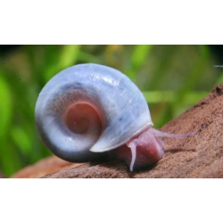 Planorbella duryi - 0.5 - 1 cm