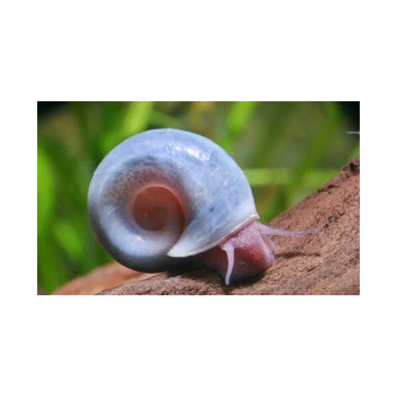 Planorbella duryi - 0.5 - 1 cm