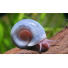 Planorbella duryi - 0.5 - 1 cm