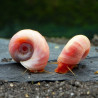 Planorbella duryi pink - 1 - 1.5 cm