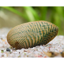 Scabies crispata - 4 - 5 cm