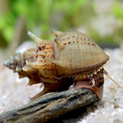 Thiara scabra - 1 - 2 cm