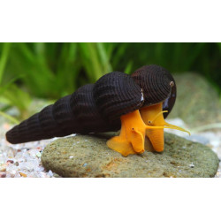 Tylomelania orange rabbit - 4 - 6 cm