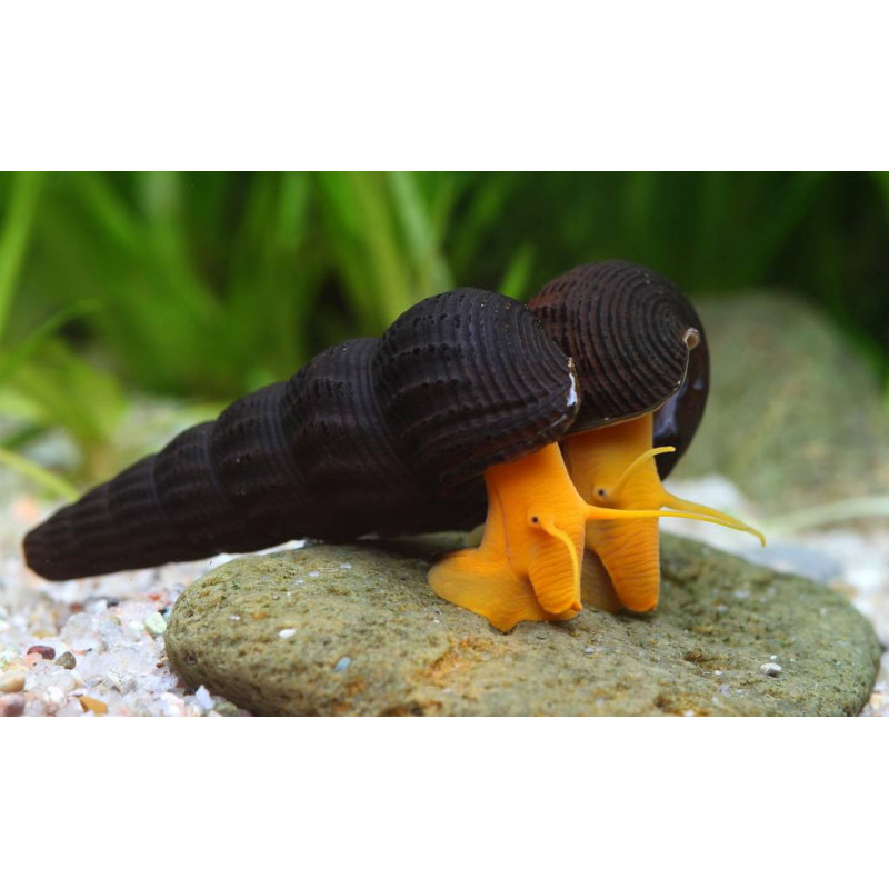 Tylomelania orange rabbit - 4 - 6 cm