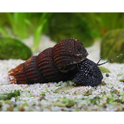 Tylomelania sp. white spot - 4 - 6 cm
