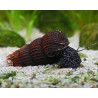 Tylomelania sp. white spot - 4 - 6 cm