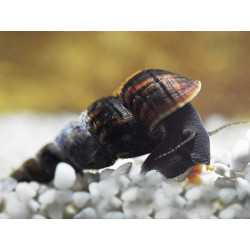 Tylomelania sp. black antena - 5 - 9 cm