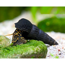 Tylomelania sp. yellow spot - 4 - 6 cm