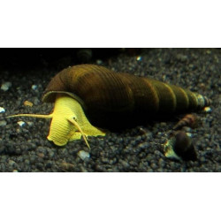 Tylomelania yellow rabbit - 4 - 6 cm
