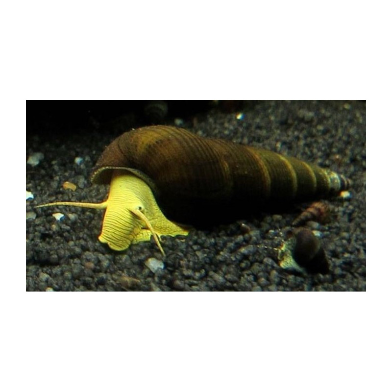Tylomelania yellow rabbit - 4 - 6 cm