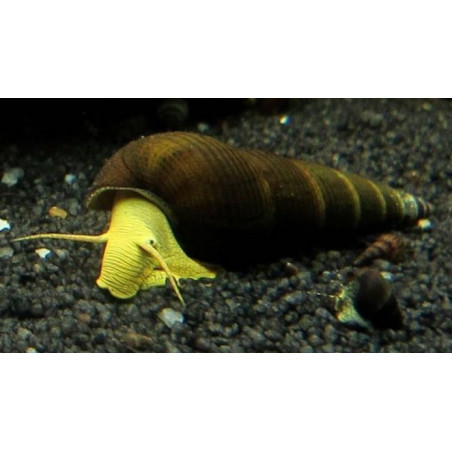 Tylomelania yellow rabbit - 4 - 6 cm