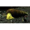 Tylomelania yellow rabbit - 4 - 6 cm
