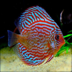 Symphysodon red turquoise - 6 - 7.5 cm
