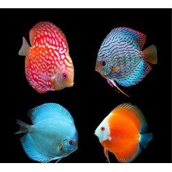 Symphysodon mix - 3 - 4 cm