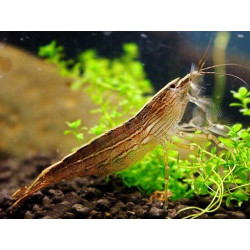 Atyopsis moluccensis - 2 - 3 cm