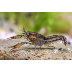Cambarellus diminutus - 1.5 - 2 cm