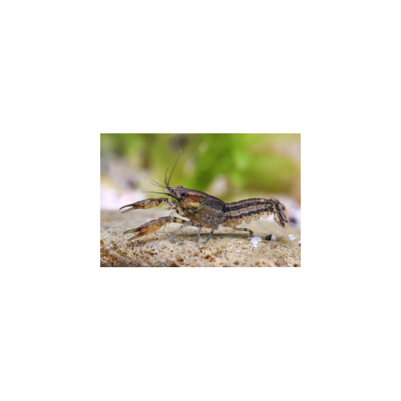 Cambarellus diminutus - 1.5 - 2 cm