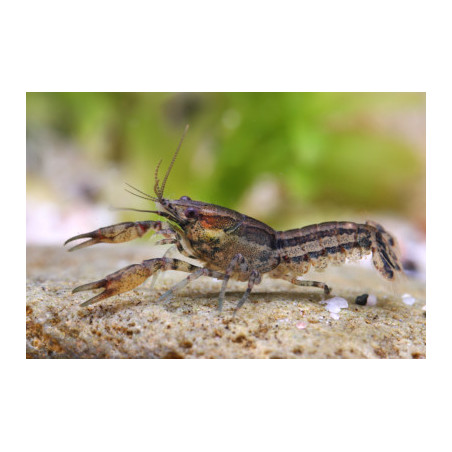Cambarellus diminutus - 1.5 - 2 cm
