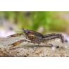 Cambarellus diminutus - 1.5 - 2 cm