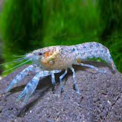 Cambarellus patzcuarensis blue - 2 - 3 cm