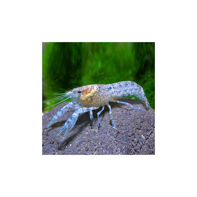Cambarellus patzcuarensis blue - 2 - 3 cm