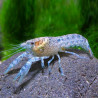 Cambarellus patzcuarensis blue - 2 - 3 cm