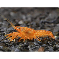 Cambarellus patzcuarensis orange - 2 - 3 cm