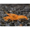Cambarellus patzcuarensis orange - 2 - 3 cm