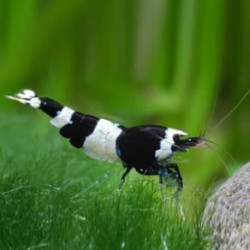 Caridina bee panda taiwan - 1 - 1.3 cm