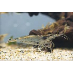 Caridina japonica - 2 - 3 cm