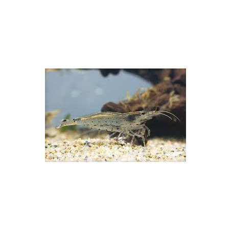 Caridina japonica - 2 - 3 cm