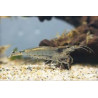 Caridina japonica - 2 - 3 cm