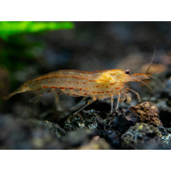 Caridina japonica orange - 2 - 3 cm