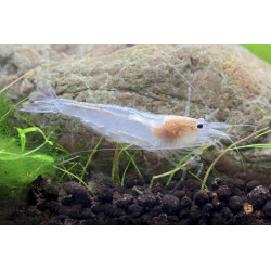 Caridina japonica snow white - 2 - 3 cm