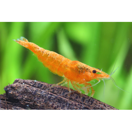 Caridina orange shrimp - 2 cm