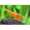 Caridina orange shrimp - 2 cm