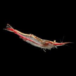 Caridina red nose - 1 - 1.5 cm