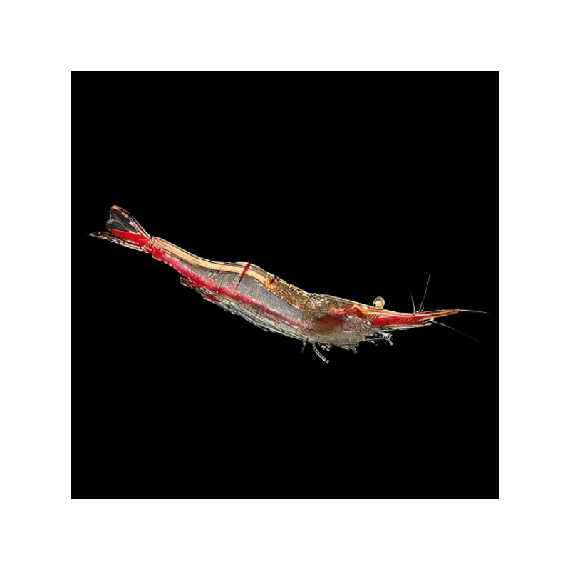 Caridina red nose - 1 - 1.5 cm