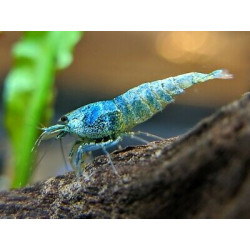 Caridina sp. bee blue bolt taiwan - 1 - 1.3 cm