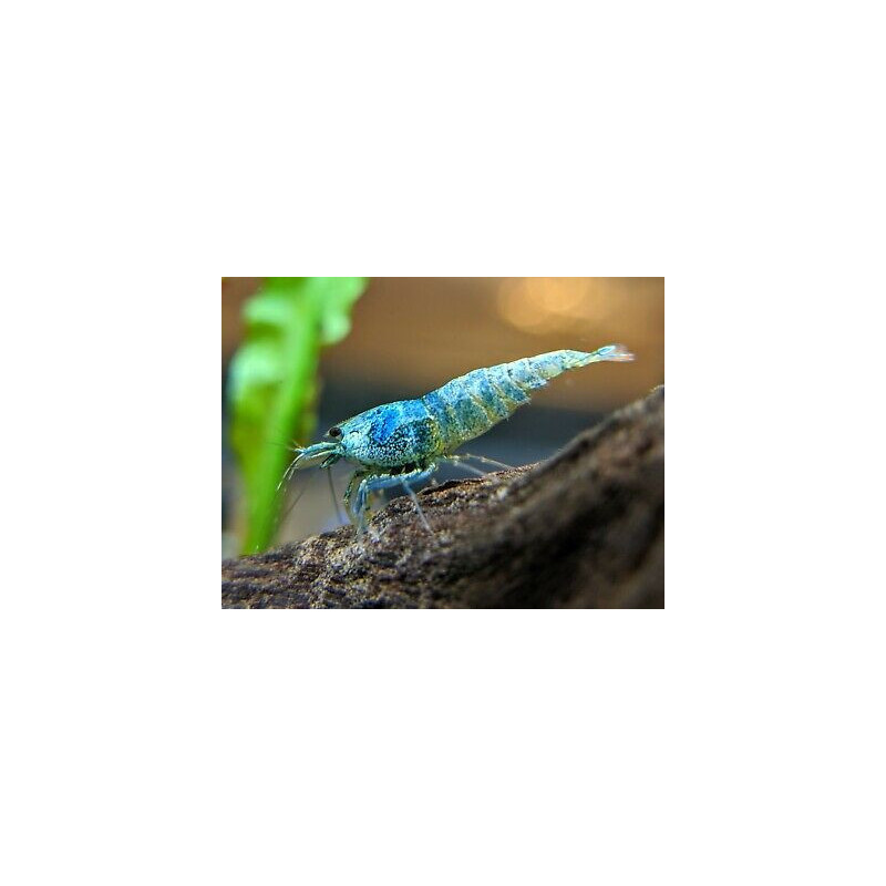 Caridina sp. bee blue bolt taiwan - 1 - 1.3 cm