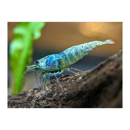 Caridina sp. bee blue bolt taiwan - 1 - 1.3 cm