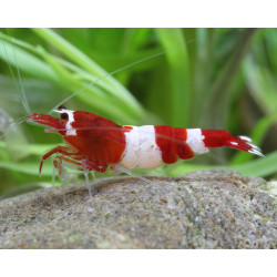Caridina sp. bee wine red taiwan - 1 - 1.3 cm