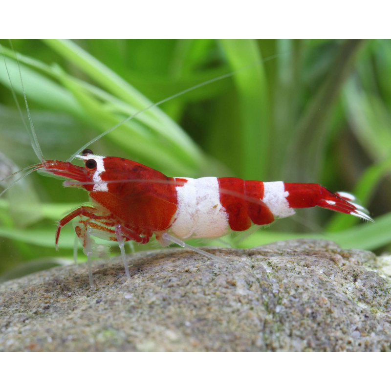 Caridina sp. bee wine red taiwan - 1 - 1.3 cm