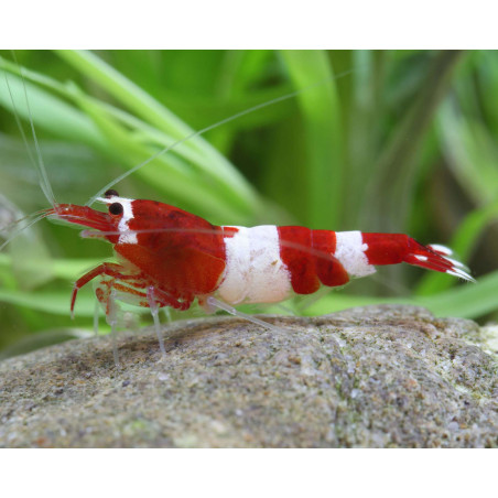 Caridina sp. bee wine red taiwan - 1 - 1.3 cm