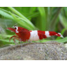 Caridina sp. bee wine red taiwan - 1 - 1.3 cm