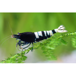 Caridina sp. black & white crystal - 1 - 1.5 cm